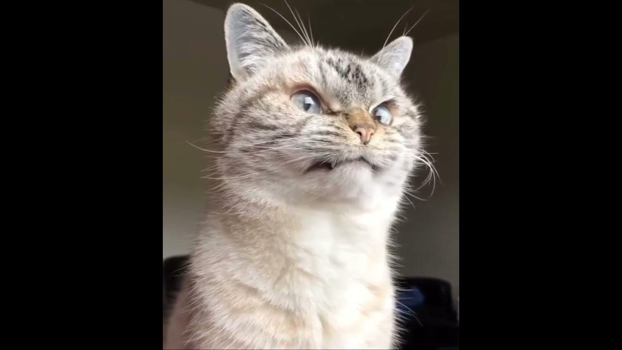 Подозрительный кот - YouTube