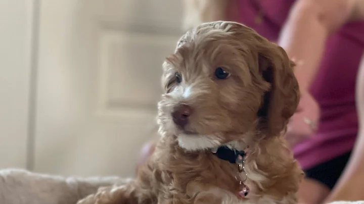 Mission Maya - Surprise New Puppy!