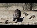 Jackal vs Brown Hyena