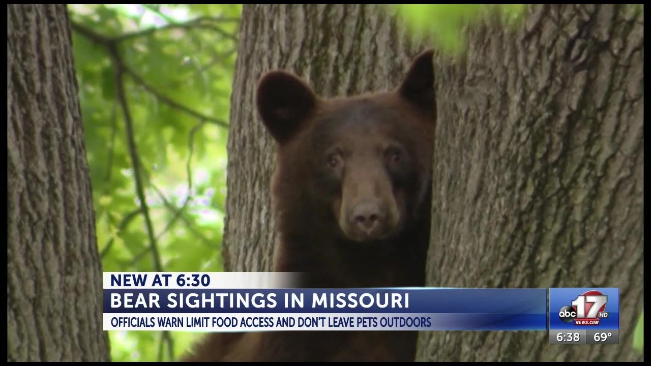 Missouri Department of Conservation warns about bear population