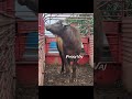 Tua Twm #waterbuffalo #Buffalo #Bison #bull #Angus #Cattle #cattleman #origami #cow #butcher #ranch