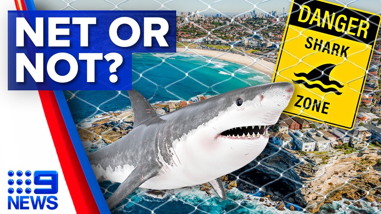 It's unacceptable': Push to scrap shark nets from Australia's most famous  beach