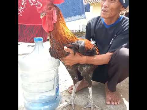 Ayam Pelung Pejantan Jumbo 6kg harga 1,5jt