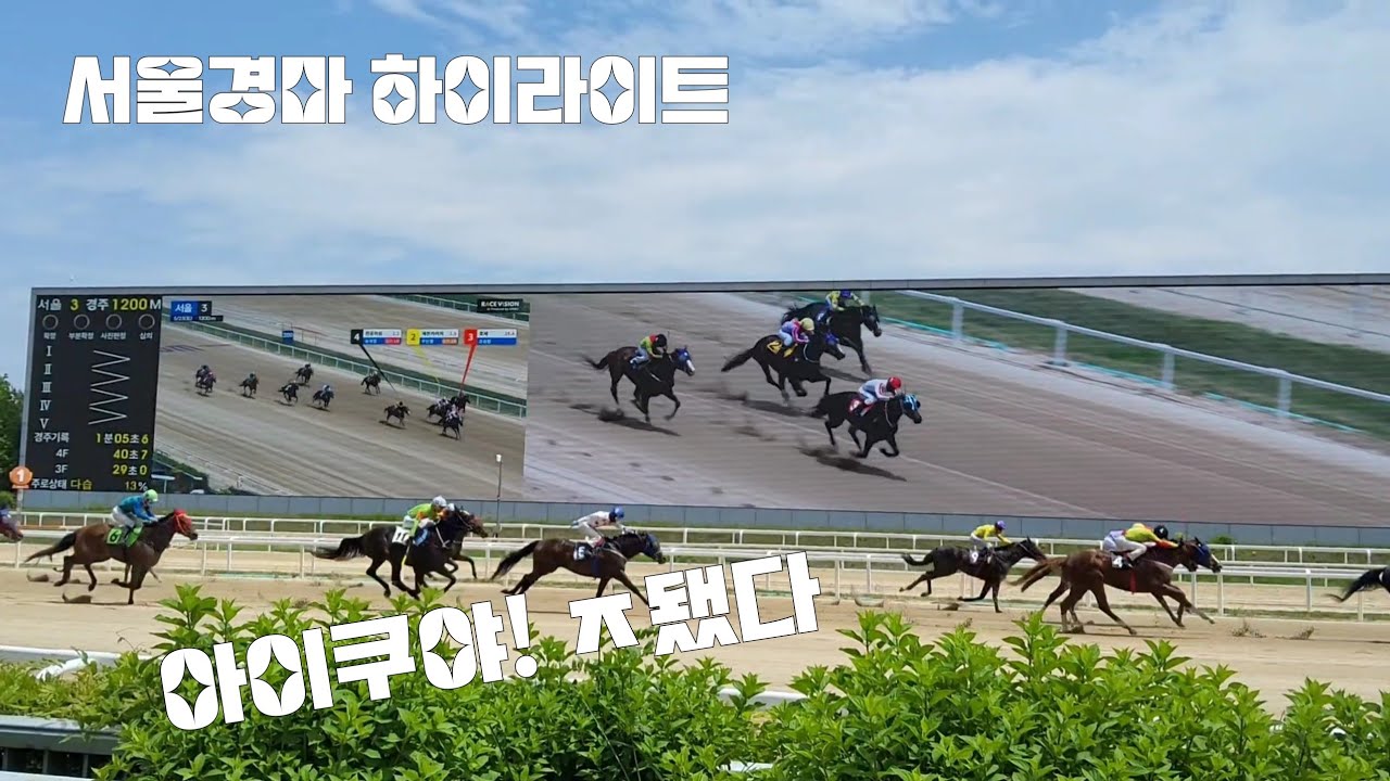 코차로 쌍식이 날라갔어요!(옆에서 응원하던 경마팬도 망연자실^^)