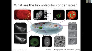 July 6, 2020: The Physics of Life. Discussion-Intracellular phase separation