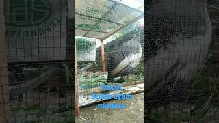 Suara Ayam Mutiara Gacor Banget
