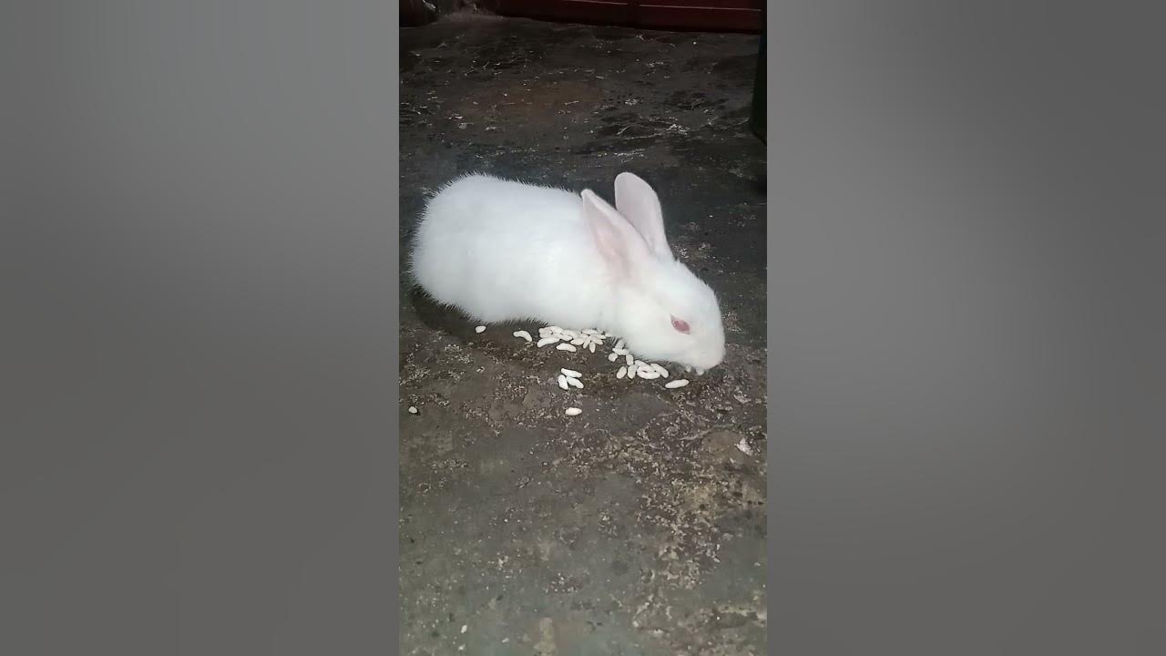Cute rabbit eating 🐇 shorts YouTube