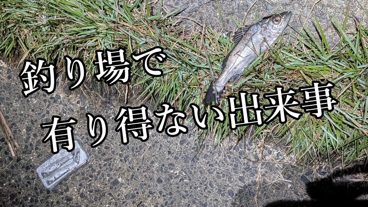 【山陰シーバス】入れ食いシーズン突入の池で釣る！