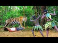 Royal bengal tiger attack  tiger attack man in the forest tiger attack in jungle