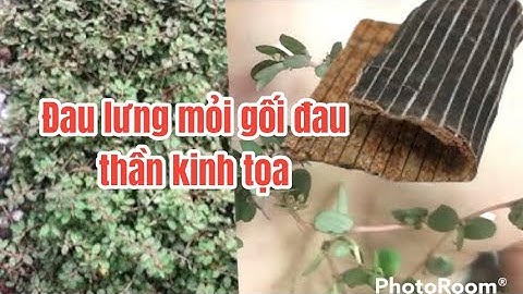 Cây cỏ sữa Lá nhỏ , Đỗ trọng  bài thuốc rất hay | Thanh Đồng vlog