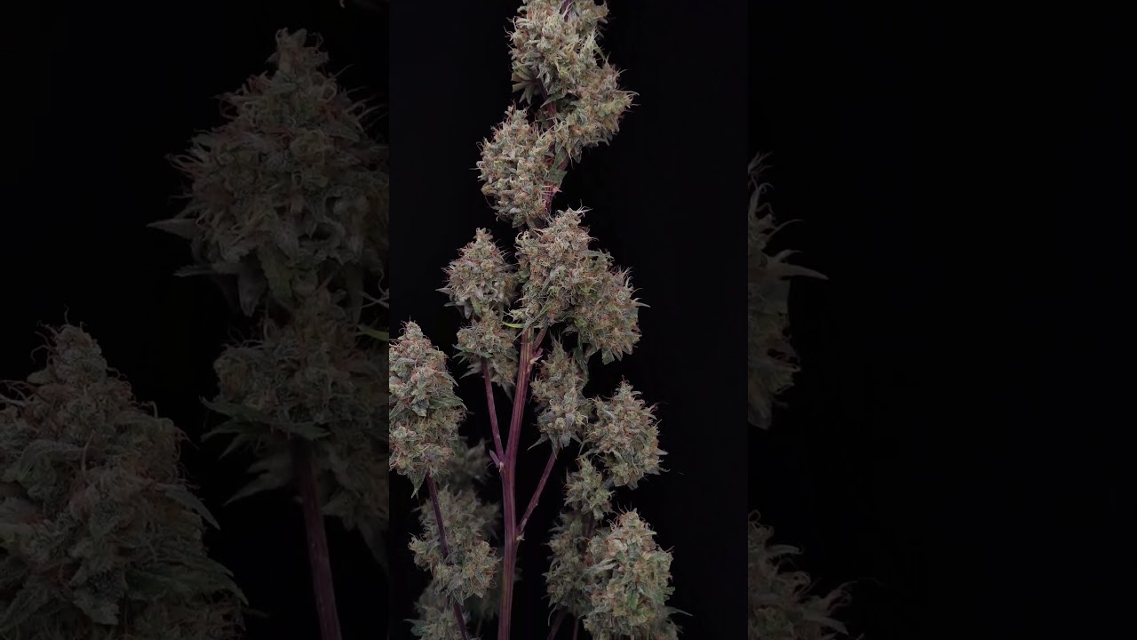 Guava Auto | Fast Buds | New Strain 2024 | Sativa