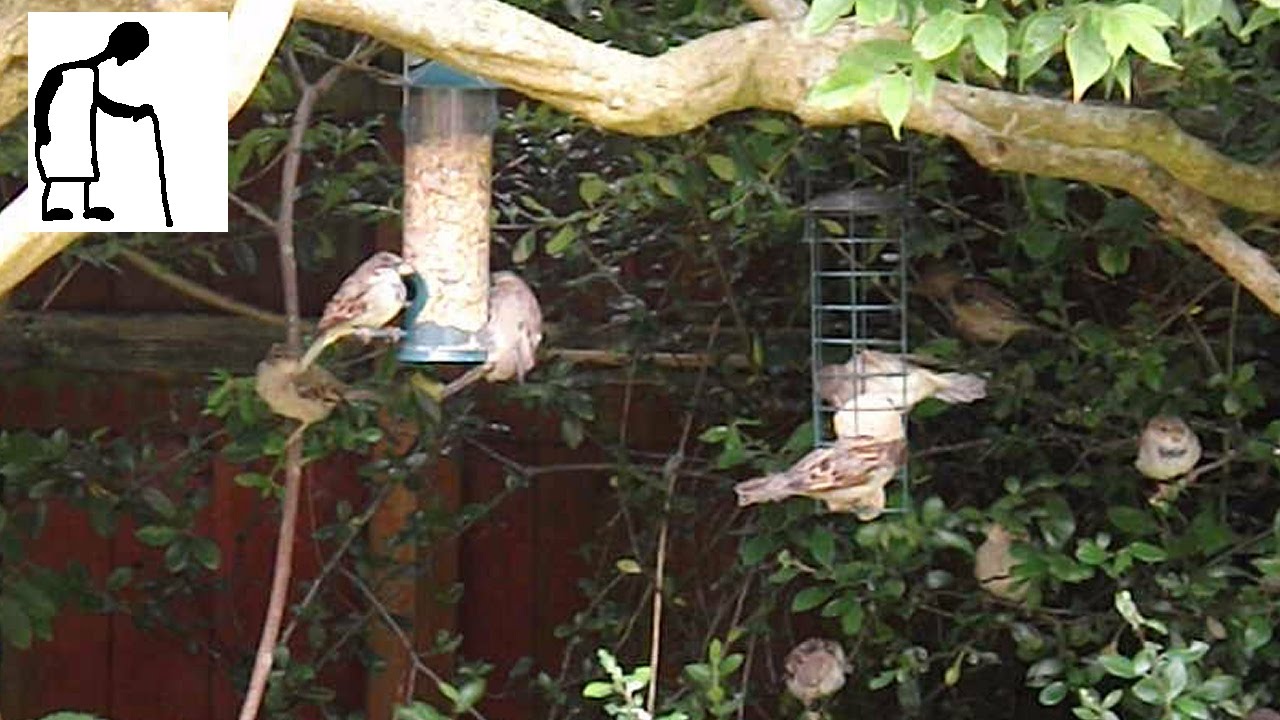 House Sparrows Pecking Order in my garden YouTube