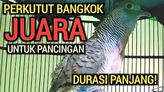 DURASI PANJANG! PERKUTUT BANGKOK GACOR JUARA UNTUK PANCINGAN 100% NYAUT