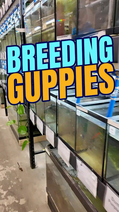 Guppy Breeding | 3 TIPS to Breeding Guppies