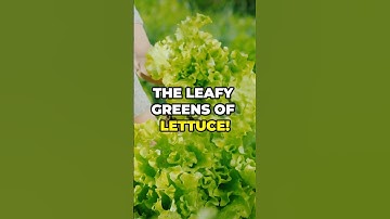 Lettuce The Ultimate Health Hack! 🥗