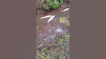 Salmon run in Small Creek. #salmon #fishing #fishingvideo #salmonrun #salmonfishing #fish #shorts