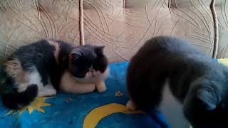 Exotic shorthair cats by Gerdiacats Cattery 25 views 5 years ago 35 seconds