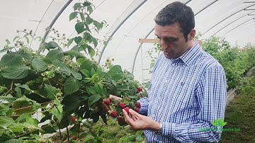 Brand new Primocane Raspberry selection P5 - Lewis