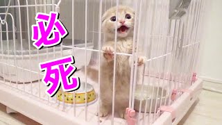 短足猫の過去を振り返ってみたら天使すぎて悶絶!