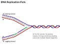Ref:9EwNHIMfKR8 Dna replication: the process simplified