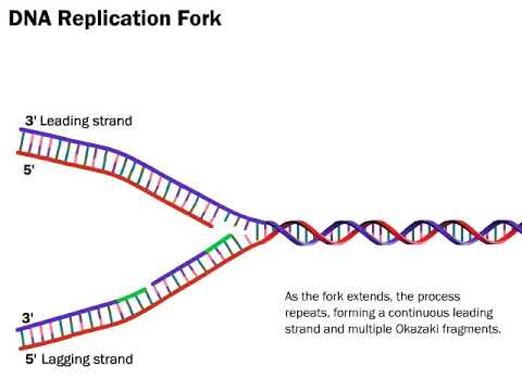 Video: Jaké jsou kroky replikace DNA?
