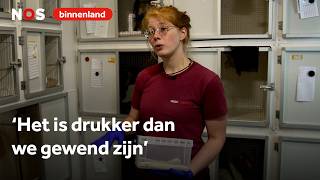 Dierenambulances Rijden Af En Aan Naar Deze Vogelopvang Het Gaat Non-Stop Door