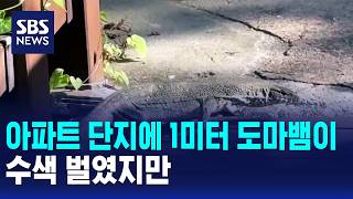 Download lagu 1-Meter Lizard Found in Apartment Complex... Search Underway / SBS Morning Wide Part 1