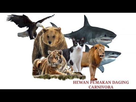  Nama  hewan  pemakan  daging  YouTube