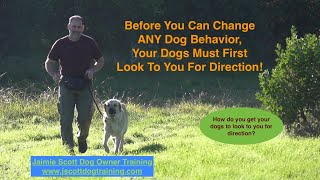 Do Your Dogs Look To You For Direction?