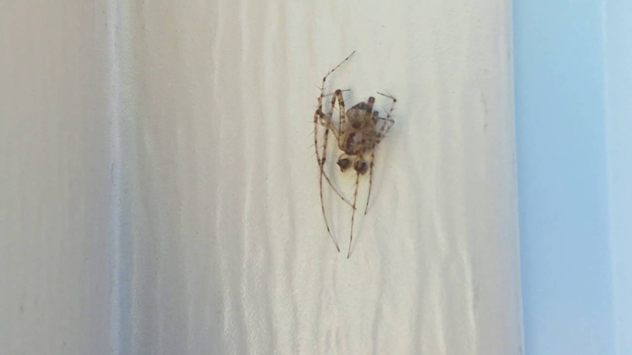 insects picture The Little Lynx Spider