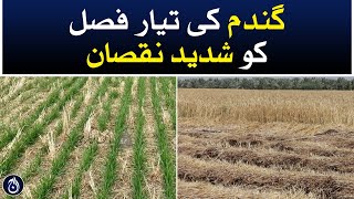 Severe damage to ready wheat crop in Bannu -Aaj News