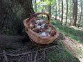grzyby borowiki prawdziwki grzybobranie 01.07.2020. Белый гриб mushrooms грибы gomba