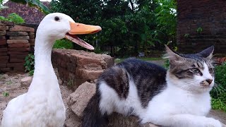 This cat is always escorted by a loyal white duck angel🪽Cute animal videos🐈🦢❤️ by Cat kucing 653 views 2 weeks ago 8 minutes, 55 seconds