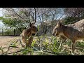 マーラと花見ライブ Patagonian cavy live