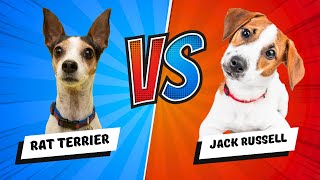 Rat Terrier vs Jack Russell Terrier  Which is Better? Dog vs. Dog