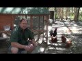 Worm, Mite, & Lice All In One Treatment For Chickens & Quail Ivermectin