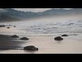 Sea turtles nesting by the thousands in Costa Rica