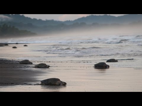 Sea turtles nesting by the thousands in Costa Rica