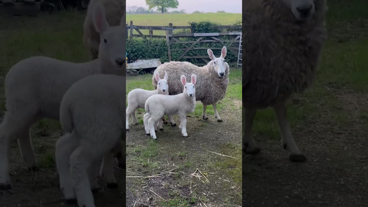 Cute little lamb #funny #pigfeed #fouryou #animals #farmlife #cute