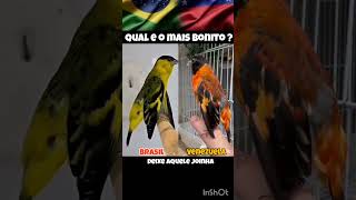 Qual Pintilgo E O Mais Bonito ?