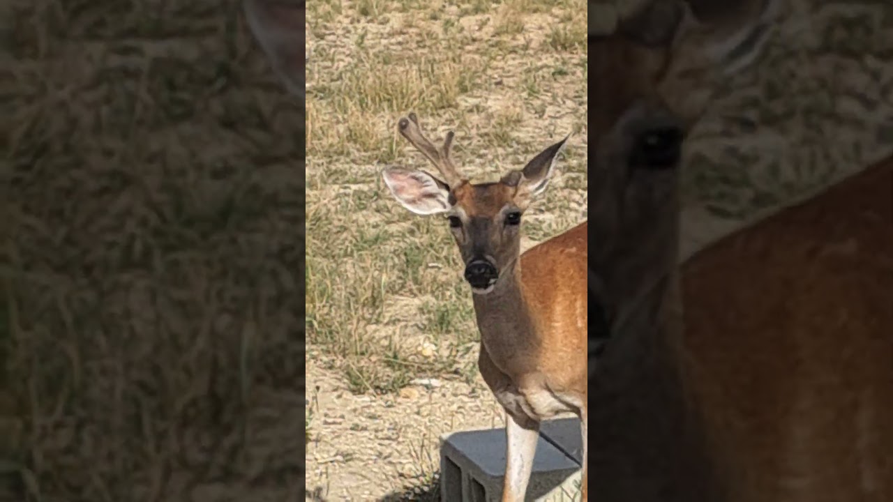White-tail buck month 2 antler growth.  See previous shorts.  