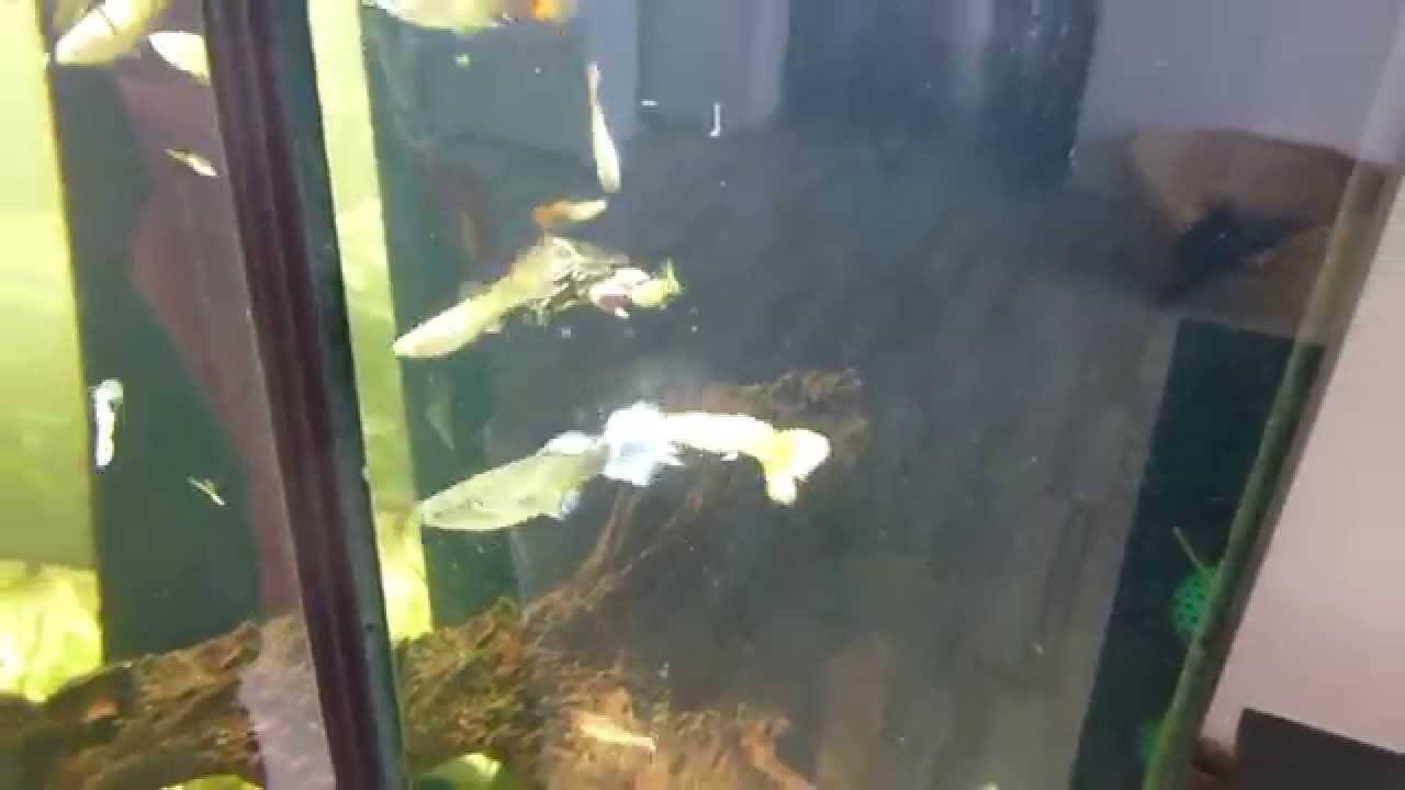 Chrysemys picta dorsalis (Südliche Zierschildkröte)