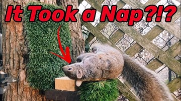 Squirrel Sniping -  Epic Slow-mo Shots