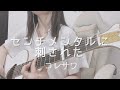 【弾き語りcover.】センチメンタルに刺された/コレサワ