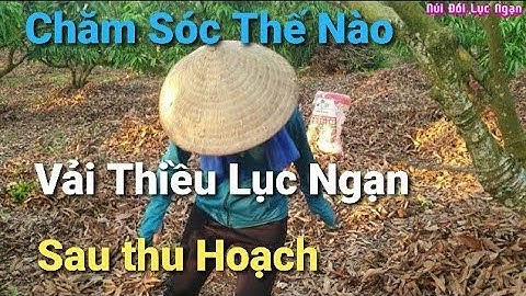 Chăm Sóc Cây Vải Thiều Lục Ngạn Sau Thu Hoạch l Núi Đồi Lục Ngạn