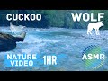 Forest river, cuckoo bird sound, wolf howling, lark twittering  Nature Sounds Relaxing Video