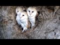 Time to Fly the Nest | Barn Owl Nest Camera | Summer 2019