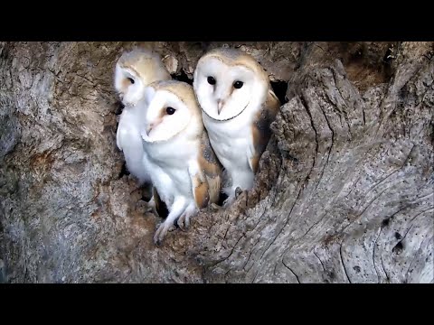 怖い 怖い 雷怖い 生まれて初めて雷の音を聞いたメンフクロウの赤ちゃんの反応 カラパイア