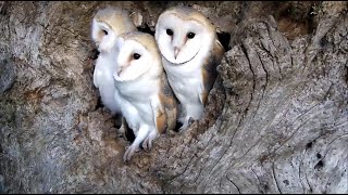 Time for the Barn Owl Chicks to Fly the Nest | Discover Wildlife | Robert E Fuller