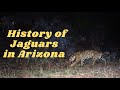 History of Jaguars in Arizona